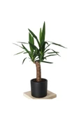 yucca thumbnail 1