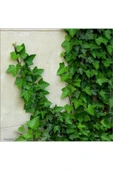 2'li Duvar Sarmaşığı (Hedera helix) ? thumbnail 3