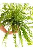 Aşk Merdiveni - Nephrolepis thumbnail 2