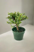 Para bonsai orta boy odunsu gövde Afra para çiçeği 001be thumbnail 2