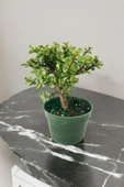 Para bonsai orta boy odunsu gövde Afra para çiçeği thumbnail 5