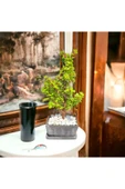 Dekoratif beton saksıda afra bonsai thumbnail 2