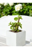 Mini Taş Saksıda Para Bonsai thumbnail 3