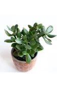 Crassula Ovata - Para Çiçeği 'turuncu Saksılı' thumbnail 3