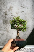 Bonsai para ağacı dekoratif saksıda thumbnail 1