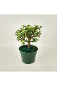 Para bonsai orta boy odunsu gövde Afra para çiçeği 001be thumbnail 7