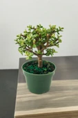 Para bonsai orta boy odunsu gövde Afra para çiçeği thumbnail 4
