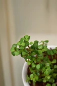 Orta Boy Para Bonsai Para Çiçeği 12 cm saksıda thumbnail 2