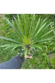 Madagaskar Palmiyesi 20 cm 12 lik Saksıda thumbnail 3