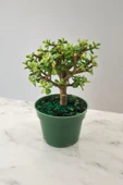 Para bonsai orta boy odunsu gövde Afra para çiçeği 001be thumbnail 1