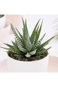 Seramik Saksı Haworthia Sukulent thumbnail 2