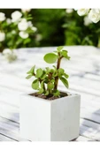 Mini Taş Saksıda Para Bonsai thumbnail 1
