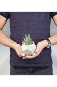 Beşgen Saksıda Haworthia thumbnail 2