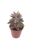 Kalanchoe Daigremontiana Sukulent thumbnail 1