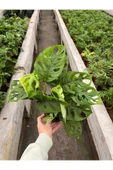 Monstera Adansonii-Monkey Mask-İthal (maymun maskesi monstera) thumbnail 2