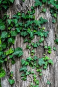 2'li Duvar Sarmaşığı (Hedera helix) ? thumbnail 4