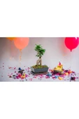 Doğum günlerine özel saksıda bonsai thumbnail 2