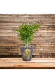 Hediyelik Bonsai Granit Çakıl Aranjmano thumbnail 3