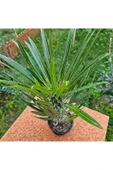 Madagaskar Palmiyesi 20 cm 12 lik Saksıda thumbnail 2