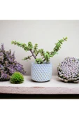 Hediyelik Bonsai Para thumbnail 2