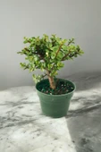 Para bonsai orta boy odunsu gövde Afra para çiçeği thumbnail 2