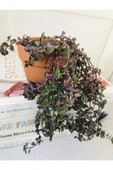 Toprak Saksıda Callisia Repens Sukulent thumbnail 3