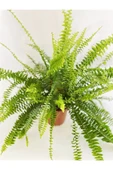 Aşk Merdiveni - Nephrolepis thumbnail 1