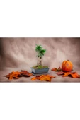 Muhteşem doğum günü hediyesi Bonsai thumbnail 3