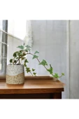 Stoneware Seramik Saksıda Alacalı Hedera Sarmaşığı thumbnail 2