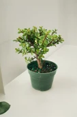 Para bonsai orta boy odunsu gövde Afra para çiçeği 001be thumbnail 6