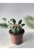 Melocactus Matanzanus 10.5 Cm Saksı thumbnail 1
