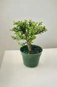 Para bonsai orta boy odunsu gövde Afra para çiçeği 001be thumbnail 5