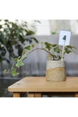 Stoneware Seramik Saksıda Alacalı Hedera Sarmaşığı thumbnail 3