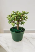 Para bonsai orta boy odunsu gövde Afra para çiçeği 001be thumbnail 3