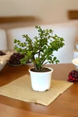 Orta Boy Para Bonsai Para Çiçeği 12 cm saksıda thumbnail 3