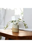 Stoneware Seramik Saksıda Alacalı Hedera Sarmaşığı thumbnail 1
