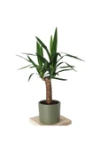 yucca thumbnail 2