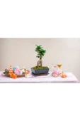 Doğum günü hediyesi özel saksıda Bonsai thumbnail 1