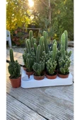Cereus Peruvianus thumbnail 2