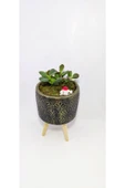Dekoratif Desenli Saksıda Crassula thumbnail 2