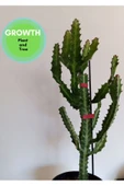 Euphorbia Lactea Kaktüs thumbnail 1