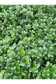 Ficus Microcarpa Ginseng Bonsai Orta Boy thumbnail 2