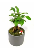 Dekoratif Desenli Saksıda Mini Bonsai thumbnail 4