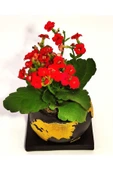 Dekoratif Saksıda Kalanchoe thumbnail 2