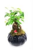 Tasarım Ficus Ging Seng Bonsai thumbnail 1