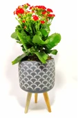 Dekoratif Saksıda Kalanchoe thumbnail 1