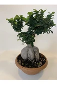 Bonsai Benjamin- Ficus Ginseng Bonsai thumbnail 4