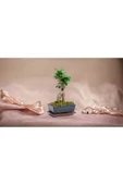 Doğum günü hediyesi özel saksıda Bonsai thumbnail 2