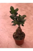 Ficus Ginseng Bonsai thumbnail 1