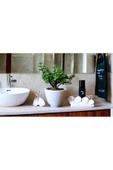 Bonsai Ağacı Afra Para Bitkisi thumbnail 3